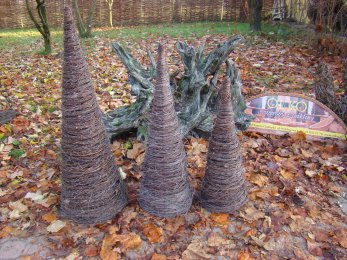 Birch cones