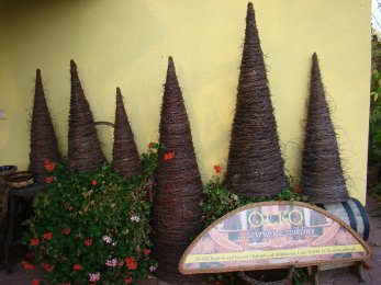 Birch cones